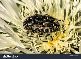 Image result for Tropinota hirta