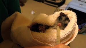 Hewan Predator2016 Feeding Sugar Gliders Images