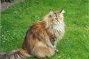 Russian Siberian Cat Breeder | Heart of Gold Cattery