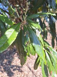 Image result for Brachylaena huillensis