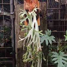 Image result for parožnatka Platycerium