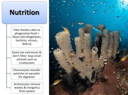 In this article, we explore the importance of coral reefs. Ppt