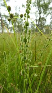 Image result for Elytrophorus globularis