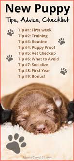9 Zum Ersten Mal Neue Welpen Besitzer Tipps Puppy Dog Dogstuff Adoptdontshop Rescuedogs101