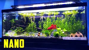 We feature the best ones for both beginners and serious aquarists. Teeny Tiny Ideas For Your Nano Aquarium Youtube