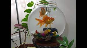 Keeping Goldfish In Fish Bowl With Bio Sponge Filter Fish Bowl Goldfish Bowl Polar Bear Ornaments