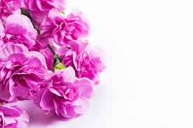 This post on flower photography is written by harold davis, as a part of a series, showcasing talented photographers, who the key use of lab when working on a transparent flower image on a white background is to invert the image, so it appears dramatically in final form on a black background. Pink Soft Spring Flowers Bouquet On White Background Photograph By Michal Bednarek