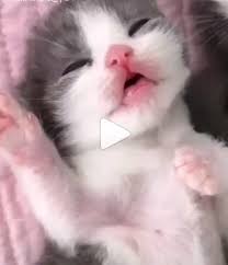 Most Funny Video Of Cats Avec Images Chaton Rigolo Belles Images Chat