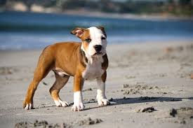Pin On Canine Weekly
