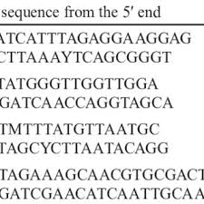 Image result for Conostomium zoutpansbergense
