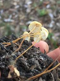 Image result for Strobilurus conigenoides