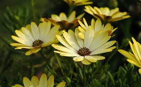 1920 x 1200 jpeg 468 кб. Fiori Hd Wallpapers Free Download Wallpaperbetter