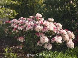 Pin On Ideas For Front Garden