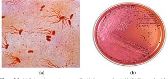 Salmonella and salmonellosis (page 1). Figure 2 2 From I Review Of The Literature Semantic Scholar