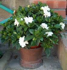I bulbi in vaso creano un effetto accogliente nel tuo soggiorno. Fiori Bianchi Da Vaso