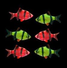 32 Best Buy Glofish Online Images Aquarium Fish Fish