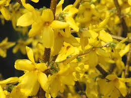 Grow, care & prune forsythia. Forsythia Description Bush Flowers Facts Britannica