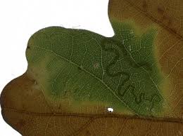 Image result for Stigmella basiguttella