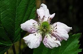 We did not find results for: Royalty Free Blackberry Bushes Photos Free Download Pxfuel