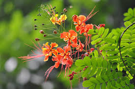 Image result for Caesalpinia rubra