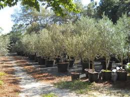 Learn our best picks for each type of plant you want to grow. Olive Tree Growers The Care And Feeding Of Olive Trees