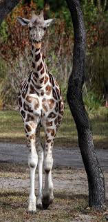 Giraffe Animals Giraffe Animals Beautiful