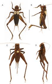Image result for Philenoptera bussei