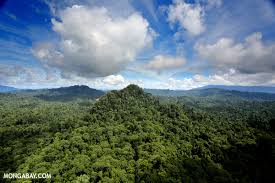 Pt borneo group manokwari / setelah udang, investo. The Year In Rainforests