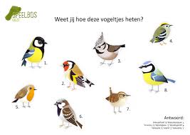 Uitgebreide vertaling voor koolmees (nederlands) in het engels. Weet Jij Hoe Deze Vogeltjes Heten Vogel Thema Vogels Vogeltjes