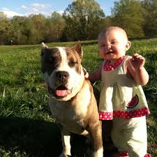 pin on animal love
