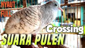 Pcx 150 lokal warna silver. Download Lagu Suara Perkutut Silver Istimewa Mp3 Video Mp4 3gp