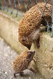 Flawless Https Meowlogy Com 2018 12 22 Hedgehog Handling Tips For New Pet Owners You Will Need To Supply Your Pet Wi Animals Cute Animals Cute Baby Animals