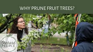The natural tendency to grow too many shoots and large branches ultimately causes shading in the interior canopy and lower branches. When To Prune Fruit Trees Orchard People Fruit Tree Care