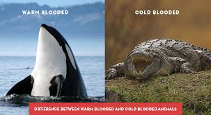 Warm vs cold blooded animalsthis video teaches about warm blooded and cold blooded animals. Difference Between Warm Blooded And Cold Blooded Animals