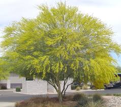 Image result for Parkinsonia aculeata