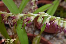 Image result for Bulbophyllum josephi
