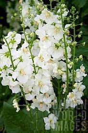 Verbascum Phoeniceum Hush Of White Braut Blumen Blumensamen Weisse Blumen