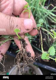 Image result for Torenia crustacea