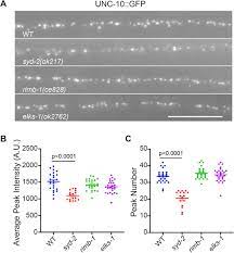 Unc 2 Cav2 Channel Localization At Presynaptic Active Zones Depends On Unc 10 Rim And Syd 2 Liprin A In Caenorhabditis Elegans Biorxiv