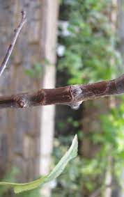 Propagation of fruit trees is usually carried out asexually by grafting the desired variety onto a suitable rootstock. The Bud Graft Or Chip Budding People S Trust For Endangered Species