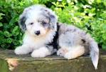 Miniature Aussiedoodle Puppies For Sale | Greenfield Puppies