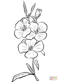 Godetia Rubicunda Farewell To Spring Coloring Page From Godetia Category Select From 2845 Sunflower Coloring Pages Spring Coloring Pages Free Coloring Pages