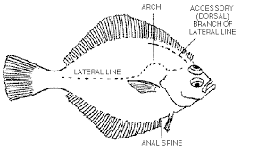 Odfw Finfish Species Flatfish