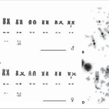 Stock illustrations illustrated side view of black dragonfish (idiacanthus antrostomus), a deep water marine fish with a snake like body, large teeth and a barbel protruding from the lower jaw. Pdf First Description Of The Karyotype And Sex Chromosomes In The Komodo Dragon Varanus Komodoensis