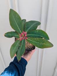 Image result for Euphorbia venteri