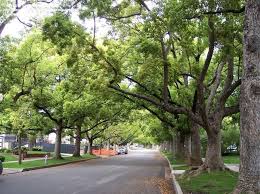 May 23, 2021 · keep your furniture six inches from the walls and don't hang up many pictures: Full Size Picture Of Camphor Tree Camphor Laurel I Cinnamomum Camphora I Tree Landscape House Front