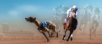 We did not find results for: Live Horse And Greyhound Racing Channels Solutions Vermantia