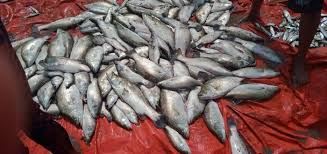 Ikan kakap putih air tawar. Panen 3 Ton Per Ha Demak Jadi Contoh Budidaya Kakap Putih Air Payau