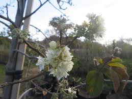 Image result for Sclerochiton apiculatus