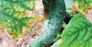 Image result for mildew on cucumbers